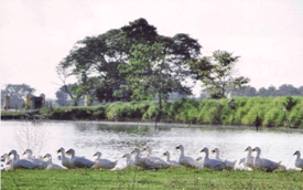 Perak Halal Park